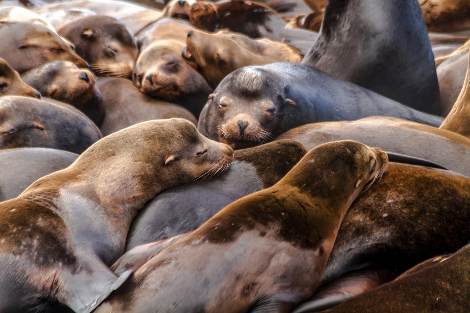 Pacific Northwest Sea Lions and Seals - Watershed Wellness - Astoria
