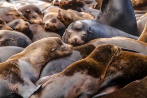 an image of a dozen california sea lions all lying on top of one another with eyes mostly closed