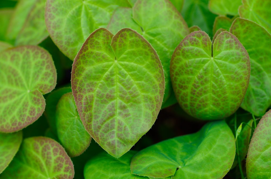 what-are-chinese-herbs-watershed-wellness-astoria