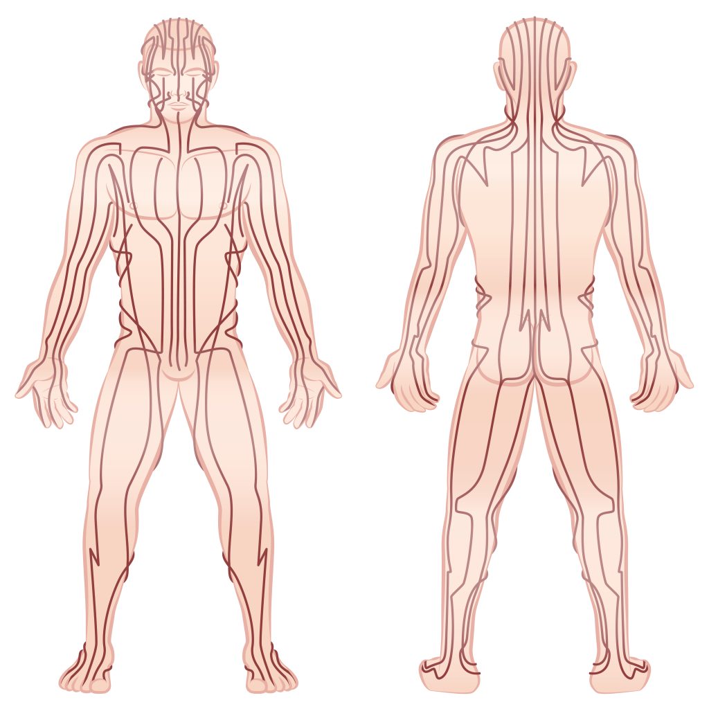 rough illustration of the primary acupuncture channels on a masculine body