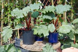 Potted Rheum palmatum plants showing red colored stems and big green leaves, plants are on a wooden table.